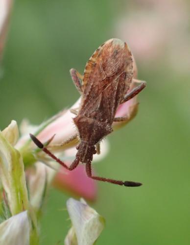 Coriomeris sp.